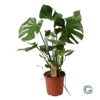 De Gatenplant, Groene Kamerplant, Tropisch, Monstera Deliciosa P21 - Ø21cm - ↕60cm