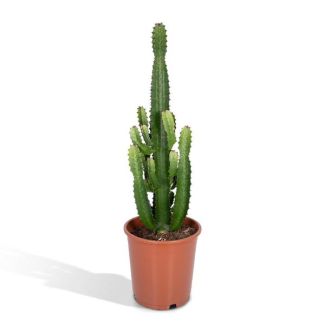 Cactus Euphorbia Acrurensis - Kamerplant - stekelig cactus voor binnen - ↕90cm