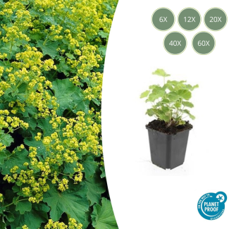 6 - 60 st Vrouwenmantel, Geelgroene Bloemen, Bodembedekker, Alchemilla mollis - ↕10-25cm - Ø9cm