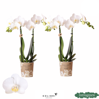  2 stuks Vlinderorchidee Amabilis