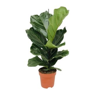Vioolbladplant, Tropische Kamerplant, Ficus Lyrata  Ø17- 75cm Hoog