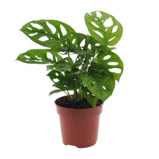 2 stuks Gatenplant, Groene Kamerplant, Tropisch,  Monstera Deliciosa - Ø12cm - ↕30cm