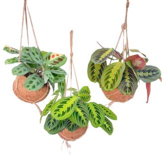 3 Stuks gebedsplanten in Kokodama pot  Ø15cm - ↕20cm