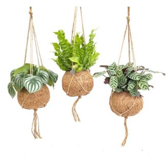 Tropische planten mix in Kokodama potten, 3 stuks  - Ø17cm - ↕28cm