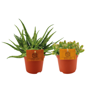 Cactus- en Vetplantenduo