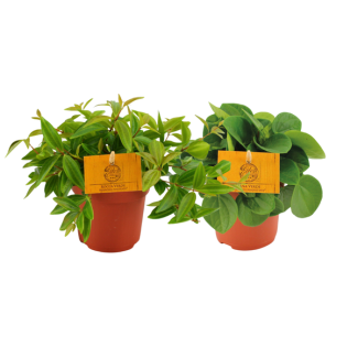 2 Stuks Peperomia