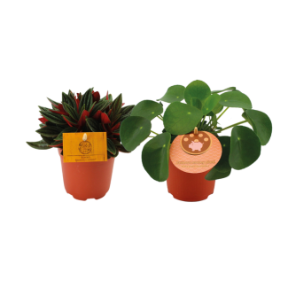 1x Pannekoekenplant 1x Peperomia Rosso