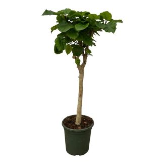 Ficus Umbellata Binnenboom - 130 cm Hoog op Stam - Ø33 cm
