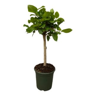 Ficus Altissimo variegata - kamervijg - 120 cm - binnenplant op stam - Ø33cm