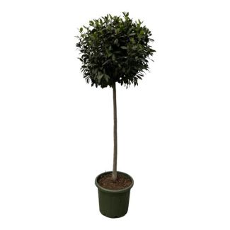 Laurier plant voor tuinen - 200 cm - Laurus Nobulis op stam Ø45cm - met aromatische geur