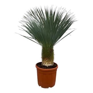Blauwe of scherpe Yucca (Yucca Rostrata), Beaked yucca, Palm, Tropische Uitstraling, Yucca Rostrata - 160 cm - Ø50cm