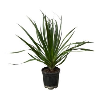 Drakenbloedboom, Kamerplant, Tuinplant, Tropische Plant, Dracaena Draco - 100 cm - Ø24cm