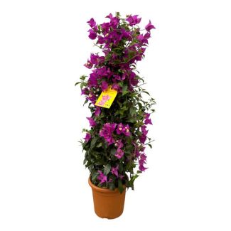 Kleurrijke paarse struik Bougainvillea in pyramide vorm, 80 cm - Ø17cm
