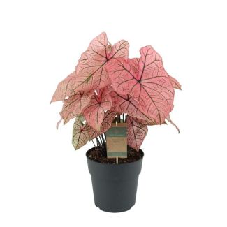 Exotische Kleurenpracht  Caladium 'Spring Fling' – 60 cm - Ø21 cm
