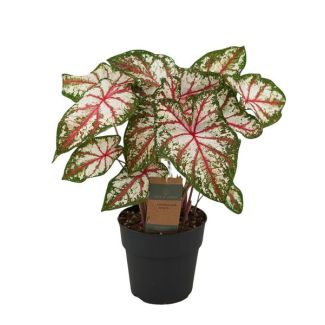 Caladium Tapestry - 60 cm - Ø21cm
