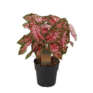 Kaladium 'Carolyn Whorton' (Caladium )  - 65 cm - Ø21cm - roze tinten