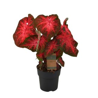 Kaladium de Rode Flits plant (Caladium Red Flash) -Betoverende Schoonheid