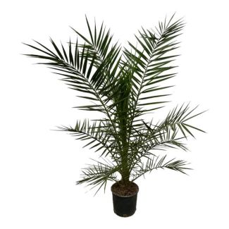 De Canarische DadelPalm, Tropische, Exotische uitstraling, Palmboom, Phoenix Canariensis - 160 cm - Ø22cm