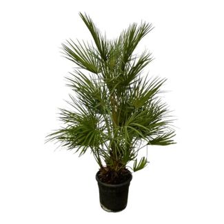 Europese Dwergpalm - Chamaerops Humilis Struik - 130 cm - Ø24cm - Groenblijvend - palmboom - binnen