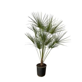 Chamaerops Humilis op stam hoogte ca 160 cm - Ø28cm, dwergpalm voorbinnenof buiten