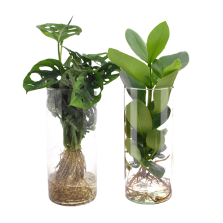 Duo set in glas Gatenplant en Varkensboom