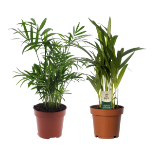 1x Mexicaanse Bergpalm , 1x  Goudpalm/Areca palm, Groene Planten, Dypsis lutescens, Kamerpalm; Chamaedorea elegans Ø12cm - ↕40cm
