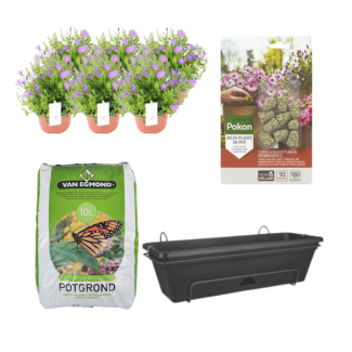 Campanula 6 stuks, Complete set,(incl. Balkonbak/potgrond/ Voedingskegels) Terras&Balkon,  P12  Balkonbak Zwart,  DIY-set - Campanula