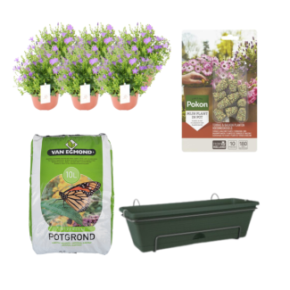 Campanula 6 stuks,Complete set,(incl.balkonbak/ potgrond/ Voedingskegels) Terras&Balkon,  P12  Balkonbak Groen DIY-set - Campanula