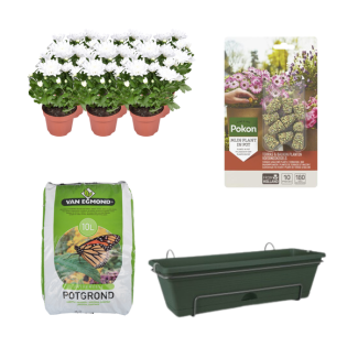 Kado-Tip!!  Chrysanten 6 stuks, Kleur Wit, Complete set,(incl. Balkonbak/potgrond/ Voedingskegels) Terras&Balkon,  P12  Balkonbak Groen,  Balkonbak Groen DIY-set - Chrysanthemum Brave