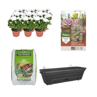 Kado-Tip! Chrysanten 6 stuks, Kleur Wit, Complete set,(incl. Balkonbak/potgrond/ Voedingskegels) Terras&Balkon,  P12  Balkonbak Zwart,  Balkonbak Zwart DIY-set - Chrysanthemum Brave