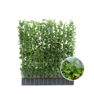 Klimop-Haag, klimplant, Haag, Kleur Groen, Hedera Hibernica ,↔120cm - ↨120 cm