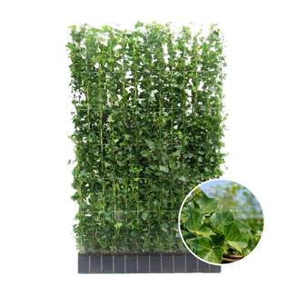 Kant-en-Klaag klimophaag, Klimopplant, Haag, Kleur Groen, Hedera Hibernica ,↔120cm - ↨180 cm