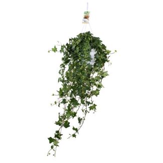 Grote Hangplant Hedera Helix Pitsburg - 45 cm hoog - Perfect voor binnenruimes