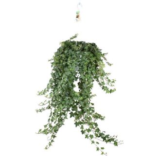Klimop Hangplant XXL