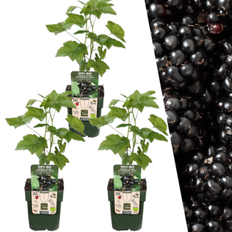 Plantenset van 3 Rubus fruticosus - Biologische Bramenplanten - Barmenstruiken