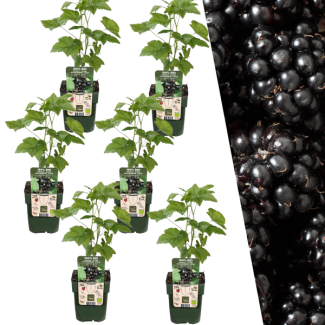 Plantenset van 6 Rubus fruticosus - Biologische Bramenplanten - Barmenstruiken