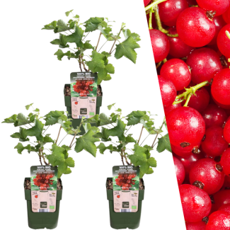 3 stuks - Biologische Aalbessenplanten - Kruisbessen stuik - Ribes rubrum - Ø 13 cm - ↨ 20 cm