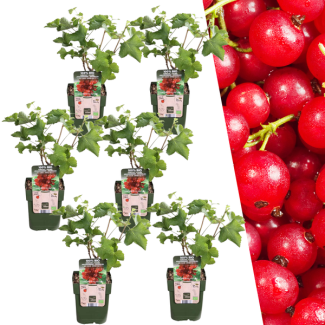 6 stuks - Biologische Aalbessenplanten - Kruisbessen stuik - Ribes rubrum - Ø 13 cm - ↨ 20 cm
