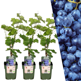 3x Biologische Druivenplanten - druiven struiken -  Vitis vinifera - blauwe druiven