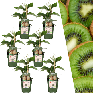 6 stuks 100% Biologische Kiwiplanten, voor in je Tuin,   Ø 13 cm - ↨ 20 cm