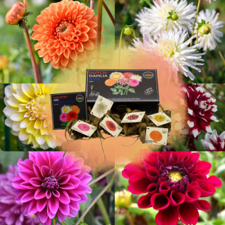 Dahlia`s  2x Luxe Box Large, 2x set van 6 srt. dahlia s ('Playa Blanca', 'Heatwave', 'Little Robert',  Ralphie, Seatle en Mystery Day) Kleur Wit, Rood,Magenta-wit, oranje, Gougeel-wit, Wijnrood-wit, Bloembollen, geschenk, kado