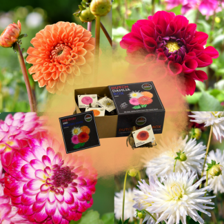 Dahlia`s  Luxe Box Medium, set van 4 srt. dahlia s ('Playa Blanca', 'Heatwave', 'Little Robert' en Ralphie) Kleur Wit, Rood,Magenta-wit, oranje, Bloembollen, geschenk, kado