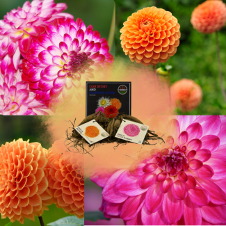 Dahlia`s Mix Pompon Splash, 1 set van 2 srt. ( Dahlia Little Robert & Dahlia Ralphie ) Kleur Magenta-Wit-Oranje, Bloembollen, geschenk, kado