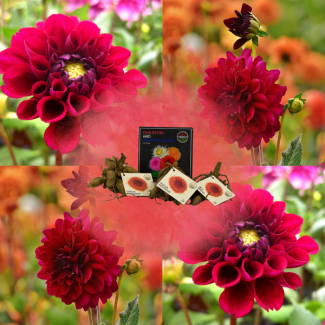 Dahlia Heatwave, 1st, Kleur  Dieprood, Grote Bloemenn, Bloembollen, Flowerbulbs Amsterdam