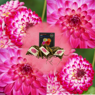 Dahlia Little Robert, 1st, Kleur Magenta naar wit ,  ronde en opgekrulde bloemblaadjes, Bloembollen, Flowerbulbs Amsterdam