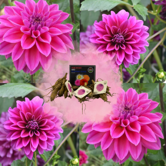 Dahlia Bleu Bell, 1st, Kleur lavendel- en paarsblauwe tinten , Grote Brede Bloembladen, Bloembollen, Flowerbulbs
