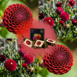 Dahlia  Natal, 1st, Kleur Diep Wijnrood , Kogelronde Bloemen , Bloembollen, Flowerbulbs