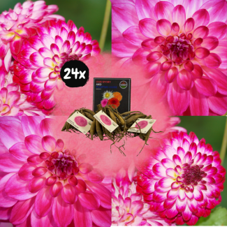 Dahlia  Little Robert, 24st, Kleur Magenta met Wit,   ronde en opgekrulde bloemblaadjes , Bloembollen, Flowerbulbs Amsterdam
