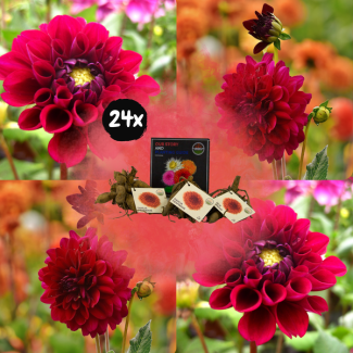 Dahlia Heatwave ,24st, Grote Dieprode Bloemen , Bloembollen, Flowerbulbs Amsterdam