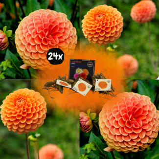Dahlia Ralphie, ,24st, Kleur Glinsterende Oranje Bloemen , Bloembollen, Flowerbulbs Amsterdam